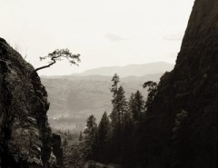 Canyon Tree