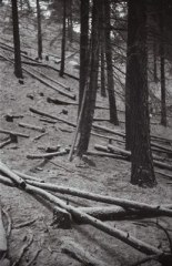 Forest Snow