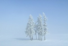 Winter Trees