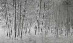 Young Aspens