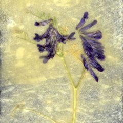 Revealed Flower 1