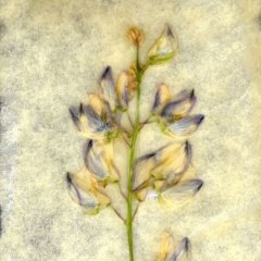 Revealed Flower 2