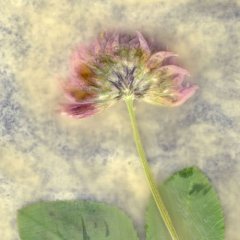 Revealed Flower 4