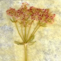 Revealed Flower 5