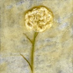 Revealed Flower 6