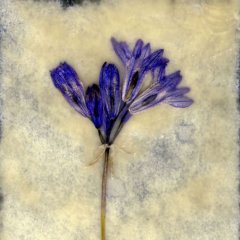 Revealed Flower 7