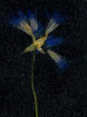 BlueBlossomsOnBlack