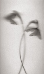 DanceofNarcissus