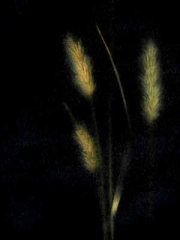 GrassBlackIII