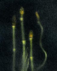 HorsetailsOnBlack