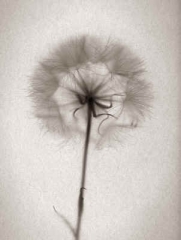 OpenSalsify