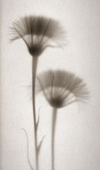 SalsifyPair