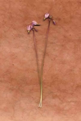 Flowers with Orange