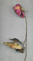 Old Rose 2