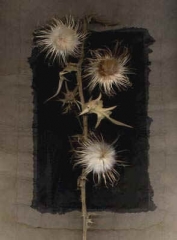 Thistles