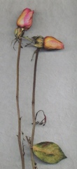 Two Old Roses