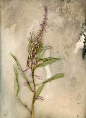 Fireweed
