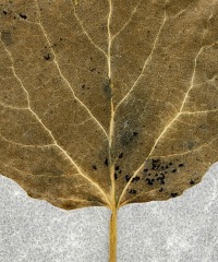 Leaf Pattern