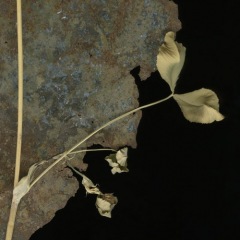 Weathering