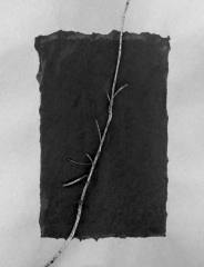 Fir Branch 2