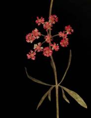 Red Flower