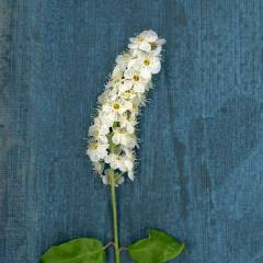 Chokecherry 1