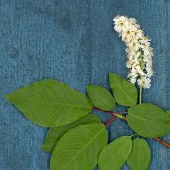 Chokecherry 3