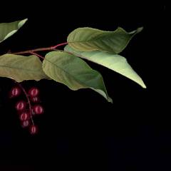 Low-hanging Fruit 2
