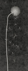 Falling Seeds