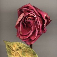 Late Rose 1