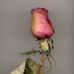 Late  Rose 4