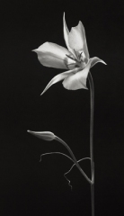 Mariposa Lilly