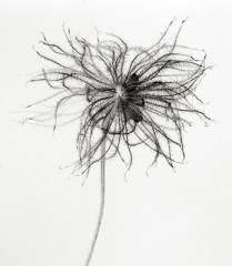 Prairie Smoke 3