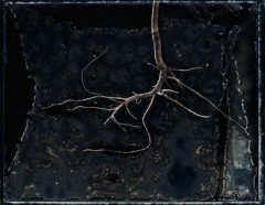Revealed Root 1
