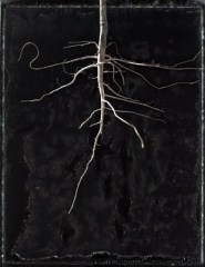 Reveled Root 2