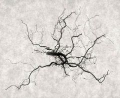 Root