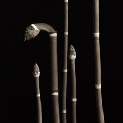 Horsetails