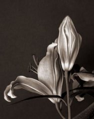 Lily