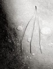 PineNeedleIce