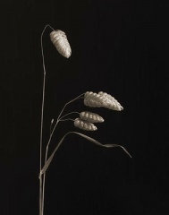 RattlesnakeGrass