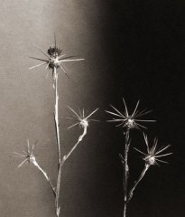 StarThistle