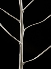 WildAsparagus