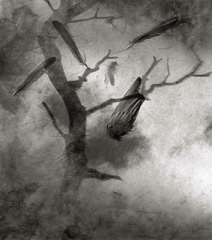 Falling Birds