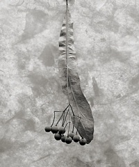 Linden Leaf