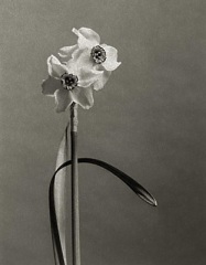 Narcissus