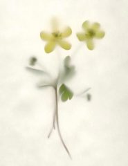 Two Buttercups