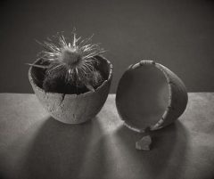 Two Cups On A Shelf