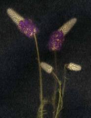 reverie 11