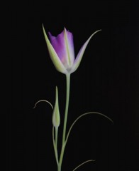 Mariposa Lily 3