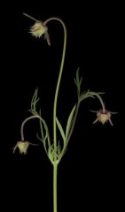 Prairie Smoke on Black